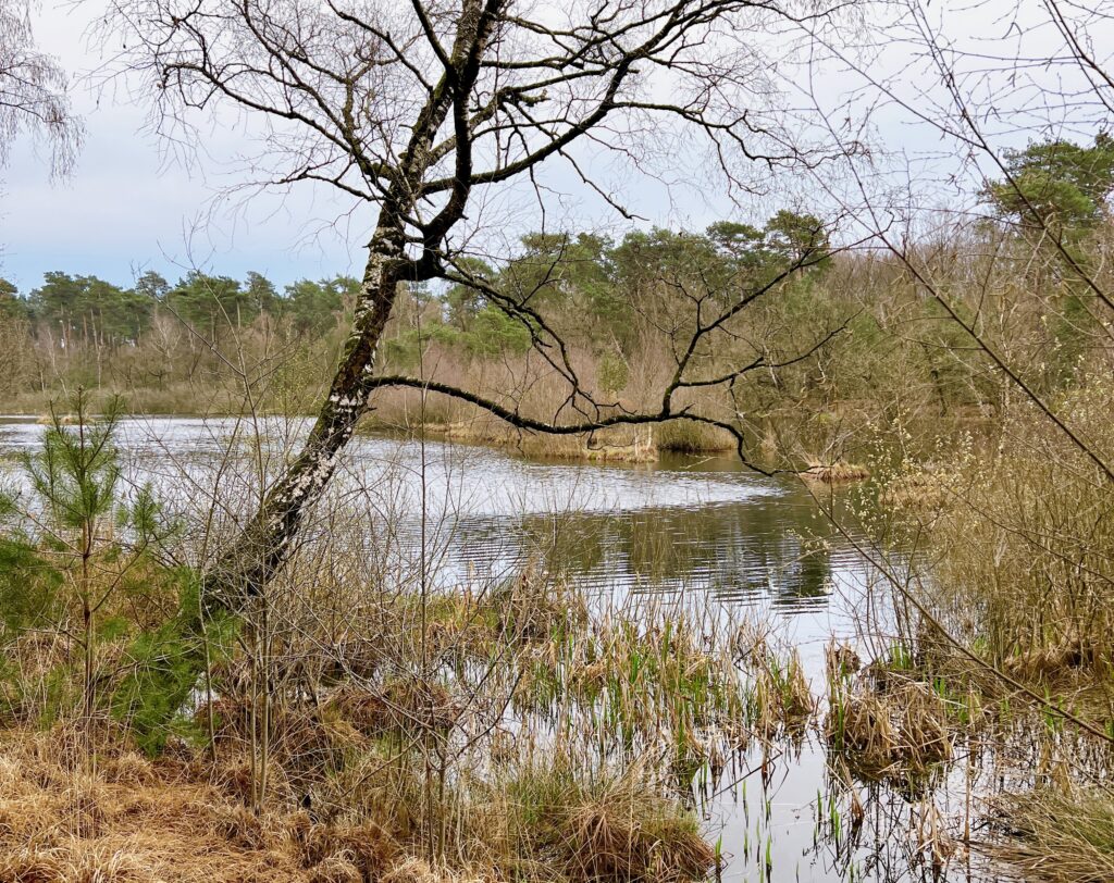 oisterwijkse bossen