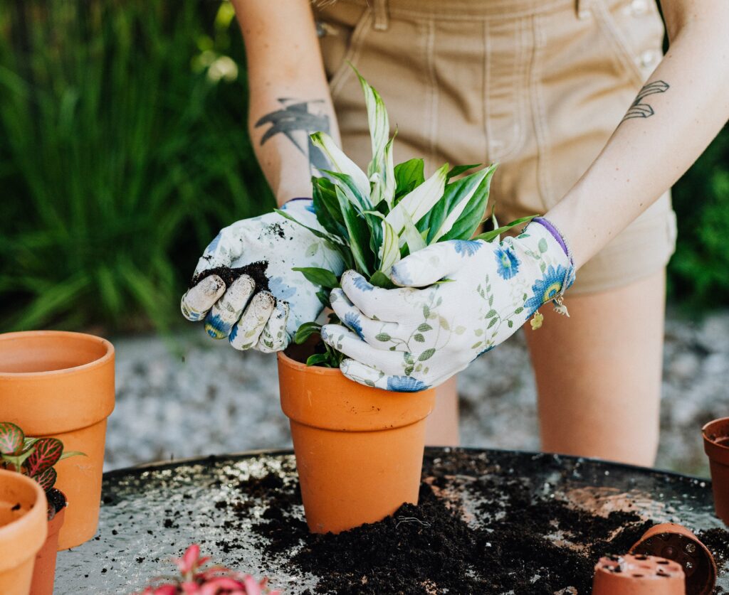 plantjes in de tuin