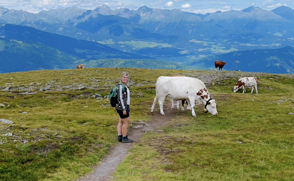 oostenrijk koe in de alpen