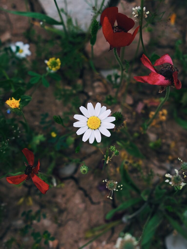 bloemen in de tuin