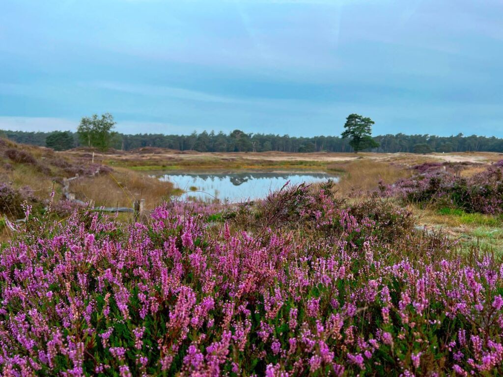 landgoed heidestein