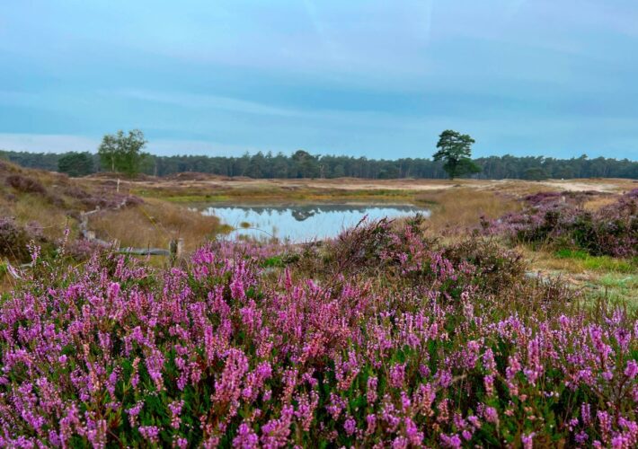 landgoed heidestein