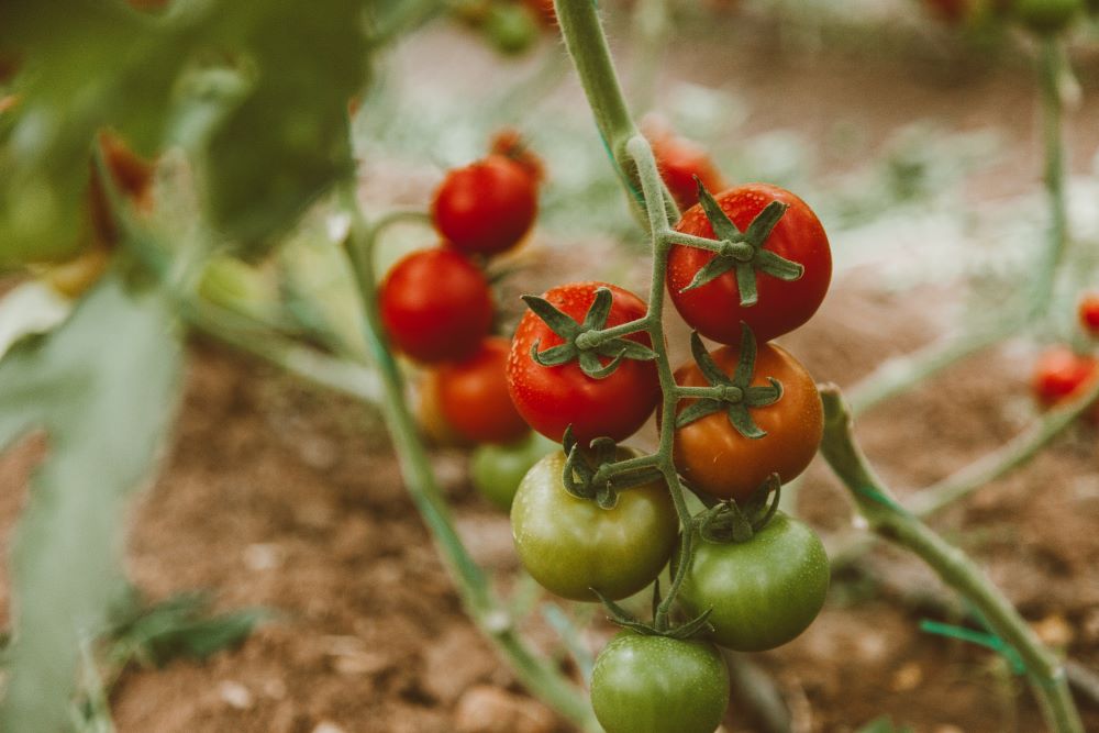 tomaten