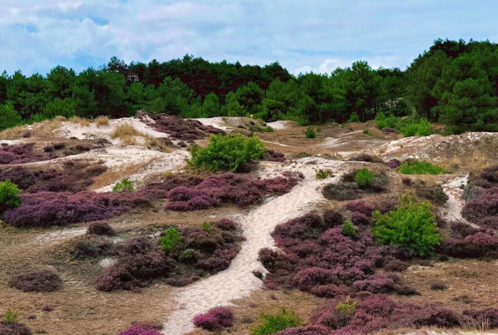 schoorl